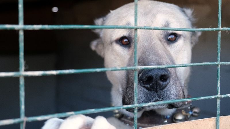 Kangal fiyatları, ikinci el araba fiyatlarıyla kapışıyor