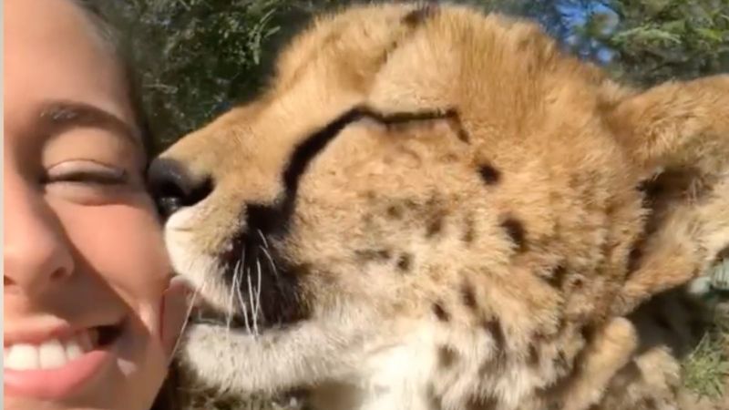 Çita ve genç kızın sevimli anları kamerada