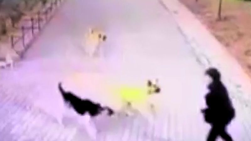 Ankara'da bir kişiye 8 köpek saldırdığı anlar kamerada