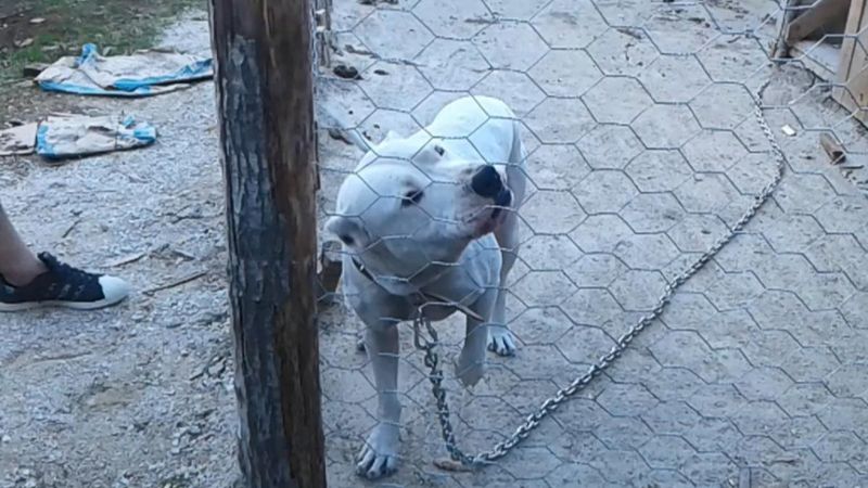 Samsun'da anne ve kızına saldıran köpeklerden biri yakalandı