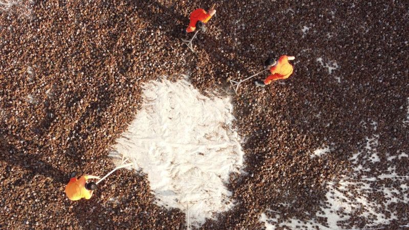 Mersin'de yanan ormanlara 450 milyon kızılçam tohumu ekilecek