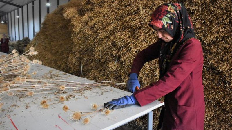 Aksaray'da yaptıkları süs çiçekleriyle üniversite harçlıklarını çıkarıyorlar