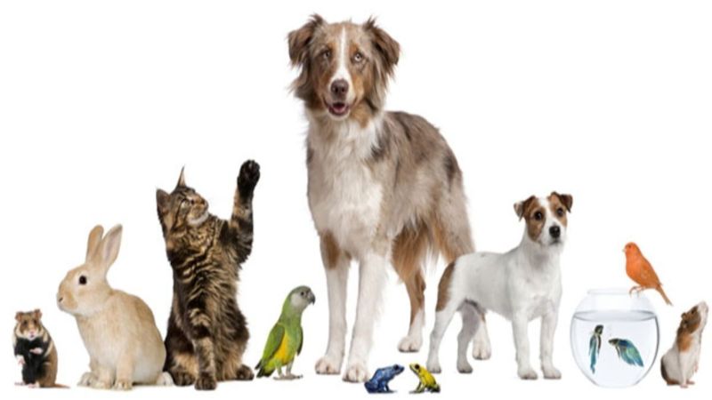 Evcil hayvanları kayıt altına almak için son tarih 31 Aralık