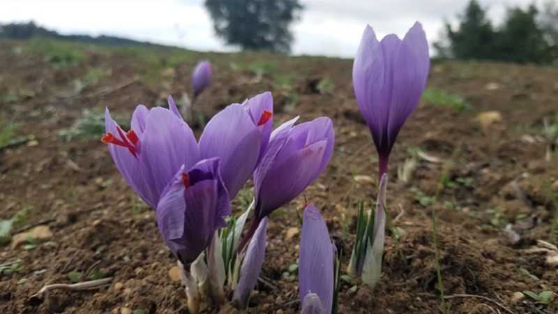 Karabük’te safran hasadı başladı