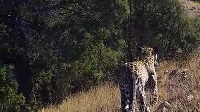Anadolu leoparı yüzünü yeniden gösterdi