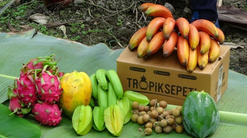 Kırmızı muzun Manavgat’ta ilk hasadı yapıldı