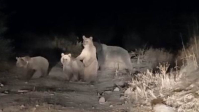 Tunceli'de 10 ayı şehir merkezine indi