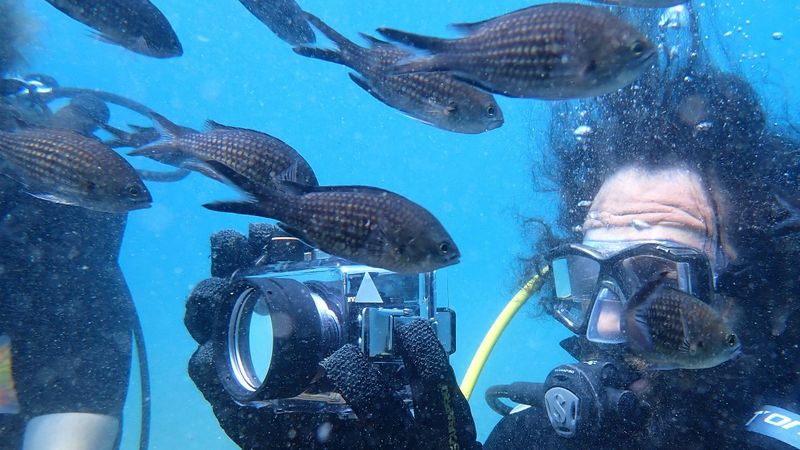 Mersin'de zehirli kedi balığı ilk defa görüldü