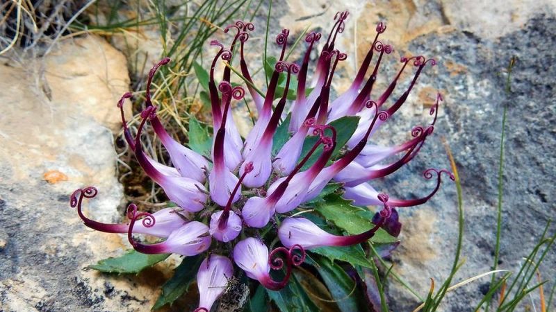 Vücuttaki iltihabı hızlıca kurutuyor! Şeytan pençesi bitkisini bu şekilde kullanın...