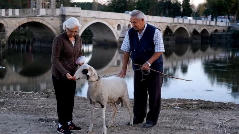 Edirneli çift, 3 günlükken buldukları kuzuyu 8 aydır yanlarından ayırmıyor