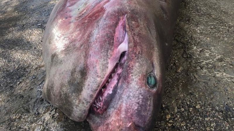 Bursa'daki balıkçının ağına köpek balığı takıldı