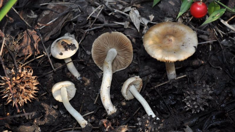 Muğla'da yeni bir mantar türü keşfedildi