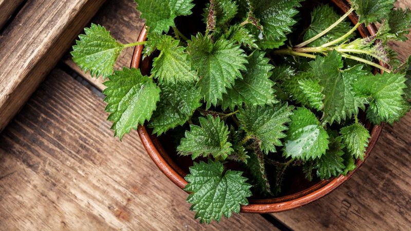 Bilmeniz ve kullanmanız gereken 8 şifalı bitki