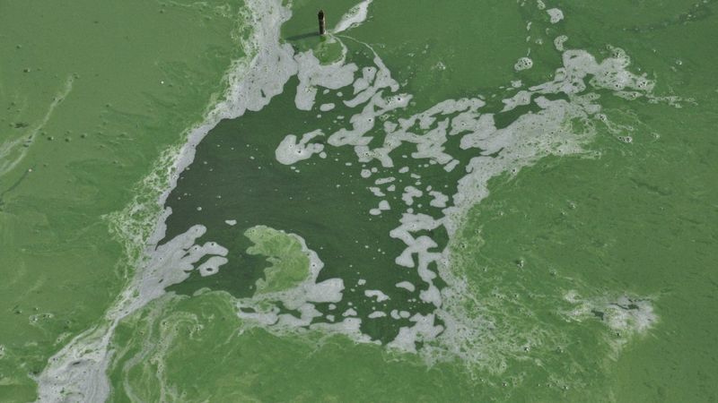 Kars Baraj Gölü yeşile büründü, etrafa pis kokular yayıldı