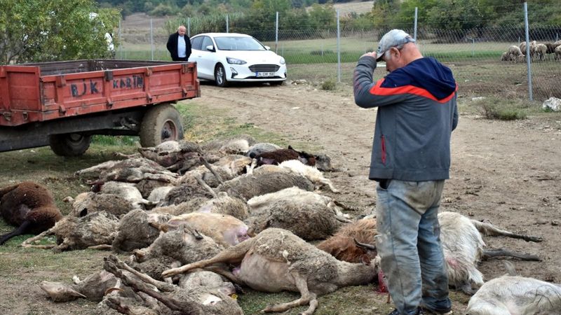 Bursa'da başıboş köpekler çiftlik hayvanlarına saldırdı