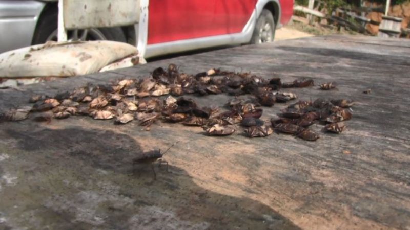 Artvin'de kokarca böceği istilası