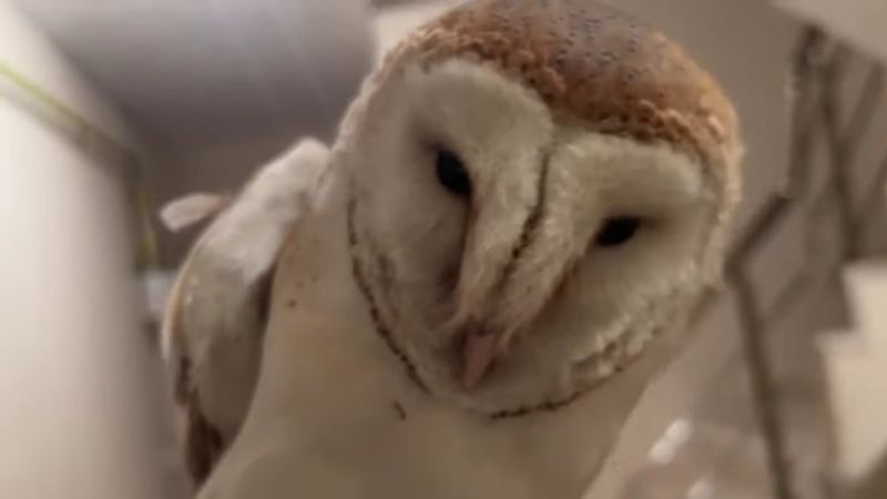 Bursa'da merdiven boşluğuna düşen baykuş kurtarıldı