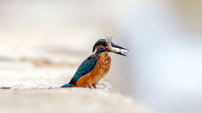Antalya'da yalıçapkınını fotoğraflamak için 7 ay beklendi