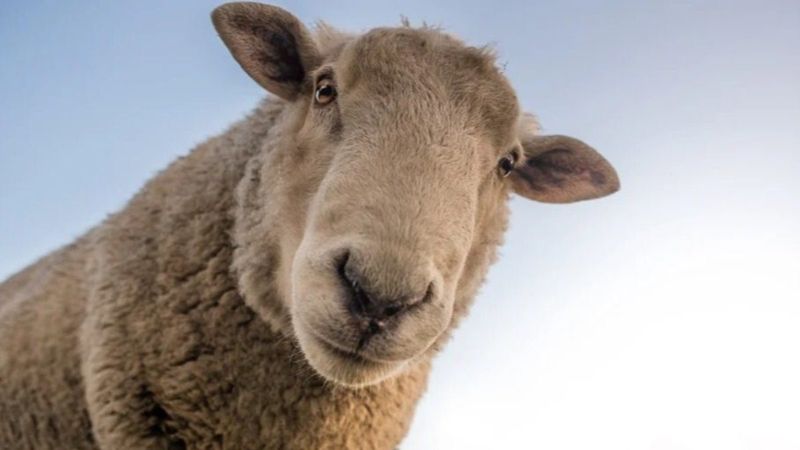 2023 Kurban Bayramı ne zaman, hangi tarihte?