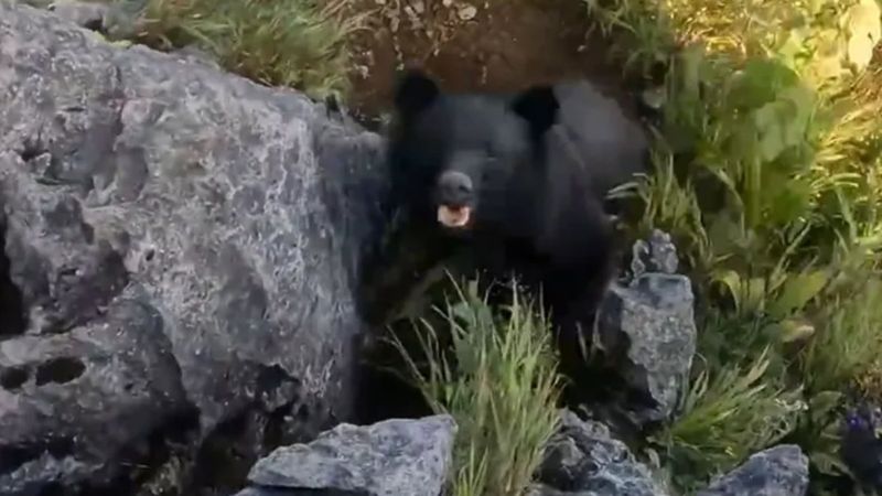 Japonya’da dağcı, karşılaştığı ayıyı tekme tokat dövdü