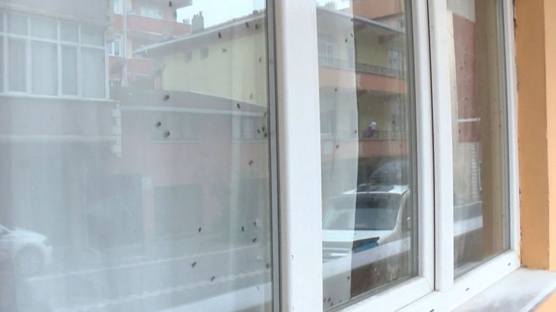 Büyükçekmece'de sinekli ev ekipleri harekete geçirdi