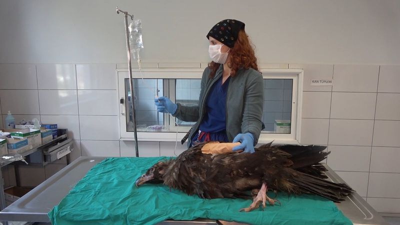 Kırıkkale'de nesli tükenen kara akbaba, ampute edildi