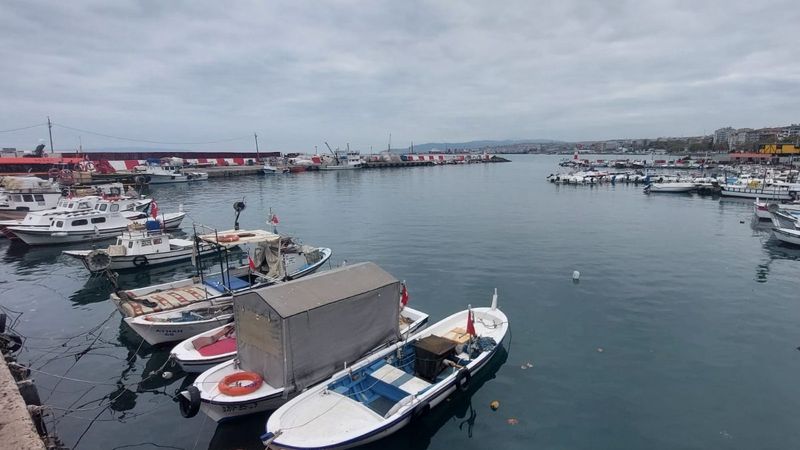 Tekirdağ'daki yunuslar balıkçıkların işini zorlaştırdı