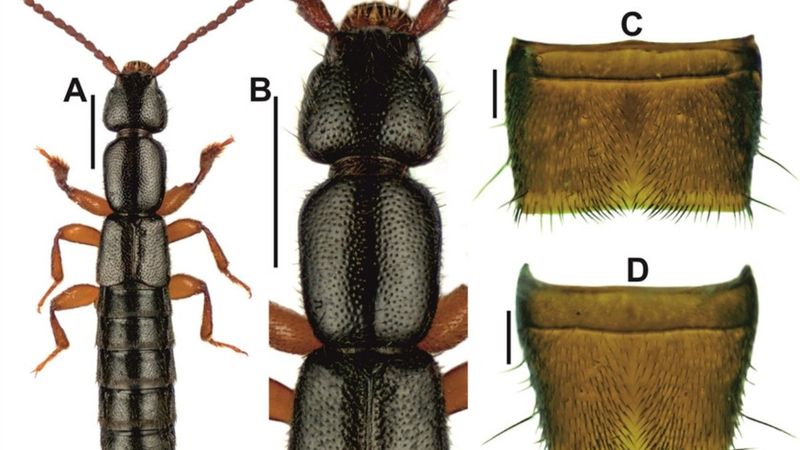 Edirne'de, yeni bir böcek türü keşfedili