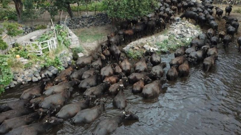 Anadolu mandasına devlet koruması