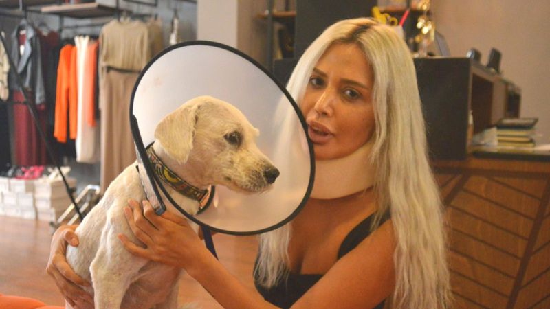 Adana'da komşuların köpek kavgası