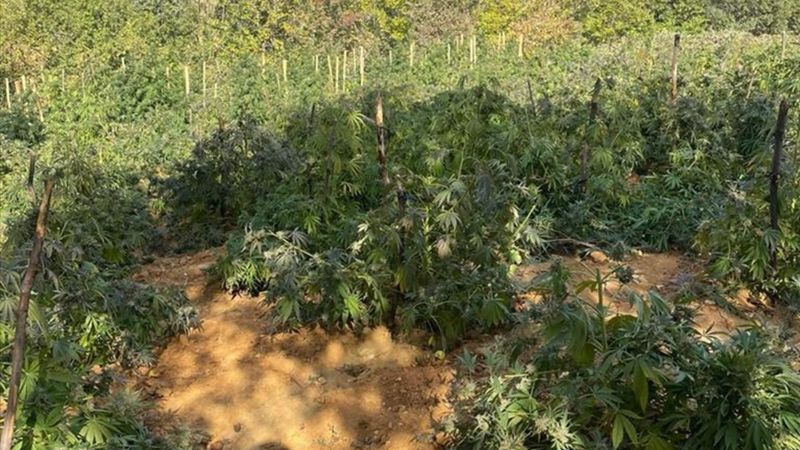 Bingöl'de 6 milyon 400 bin kök Hint keneviri ele geçirildi