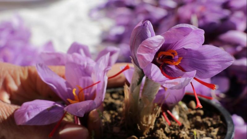 Karabük'te safran hasadına yoğun ilgi