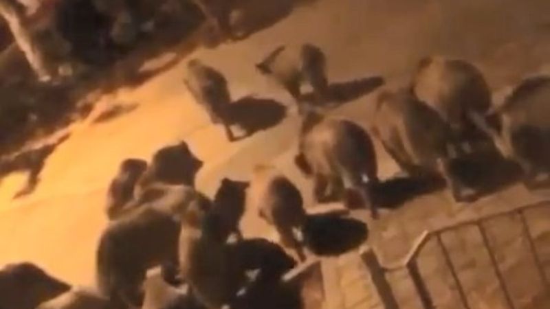 Bursa'da aç kalan domuz sürüsü şehre indi