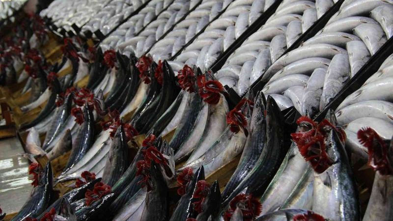 Zonguldak'ta palamut fiyatları düştü