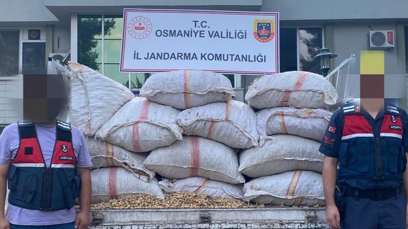 Osmaniye'de fıstık hırsızlarının evine baskın yapıldı