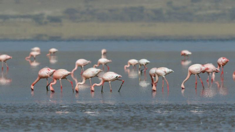 Tuz Gölü'nde flamingolar tehlikeden kurtuldu