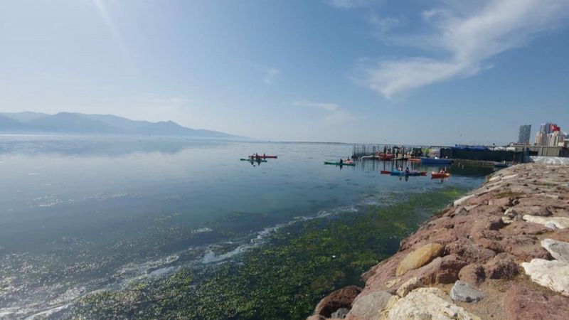 İzmir sahillerini deniz marulu ele geçiriyor