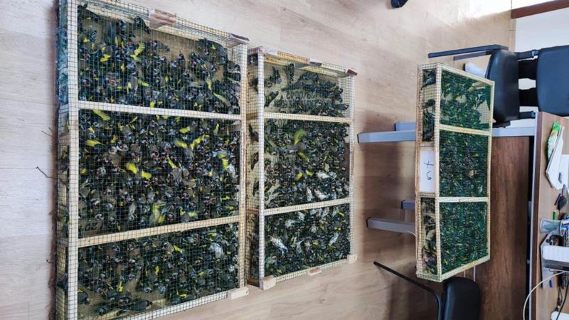 Kilis'te sınır kapasında saka kuşu operasyonu