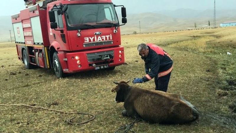 Hakkari'de bataklığa inek saplandı