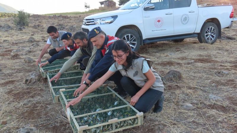 Kilis’te, Suriye’ye kaçırılmak istenen 900 saka kuşu bulundu