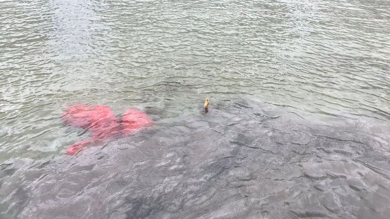 İstanbul'da midye avcıları yakalandı