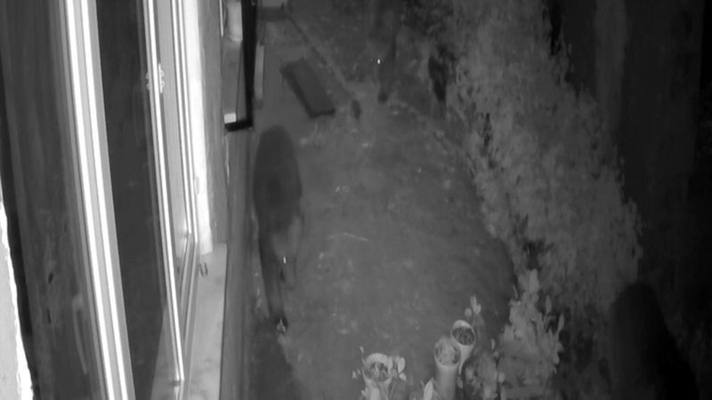 Rize'de ayılar boş evi yokladı