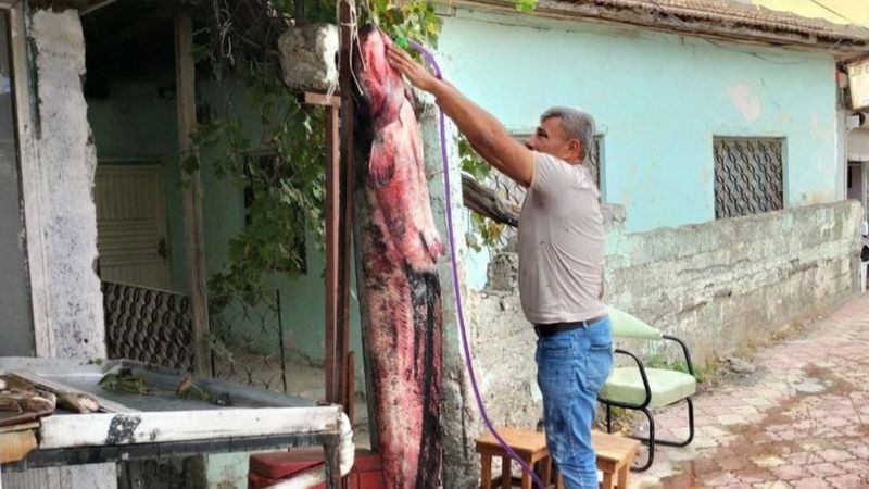 Osmaniye'de balıkçı ağına 75 kiloluk yayın balığı takıldı