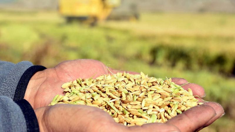 Kırıkkale'de drone'la ekilen çeltik tarlalarında hasat yapılıyor