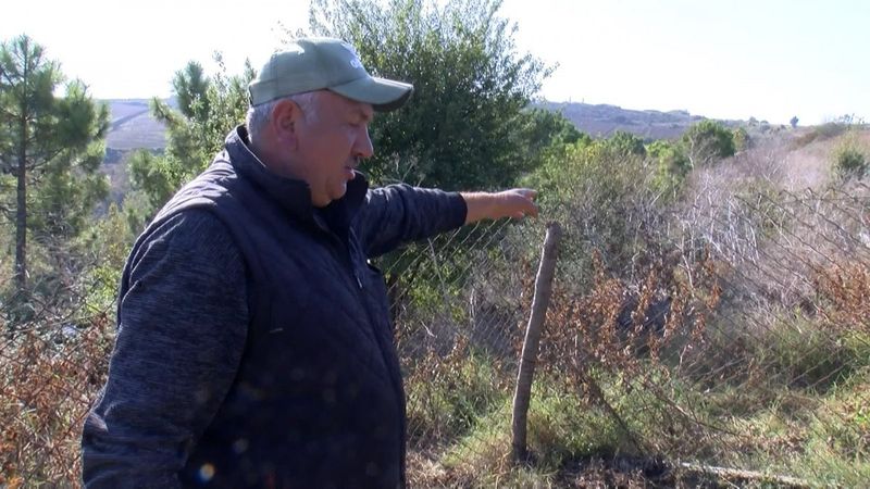 Arnavutköy’de kurtlar, 18 koyunu telef etti