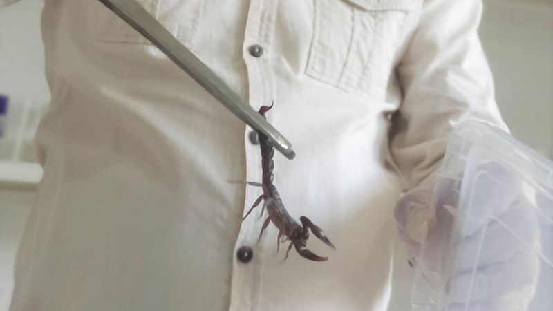 Mardin’de evinin altında 225 akrep yetiştiriyor