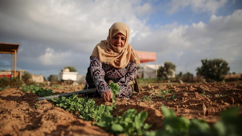 Filistinli kadın çiftçilerin işgal altındaki zorlu yaşamı