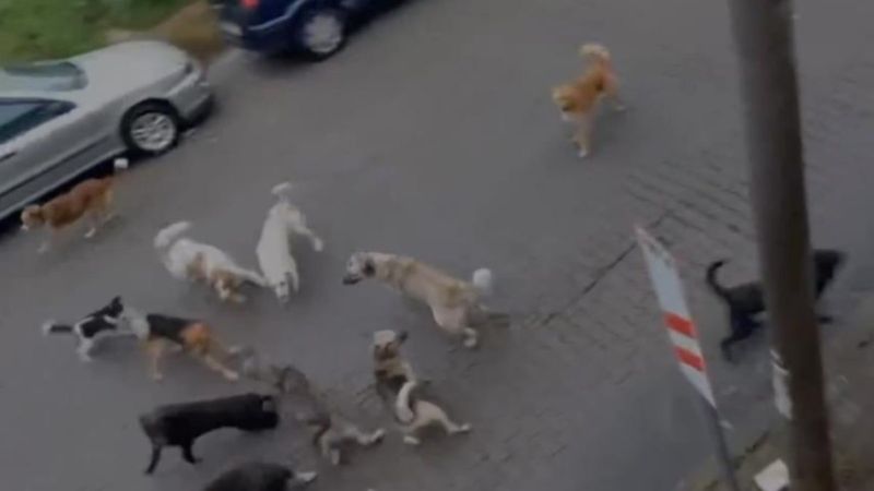 Zonguldak'ta köpek saldırısına uğrayan kadın: Çare bulunsun