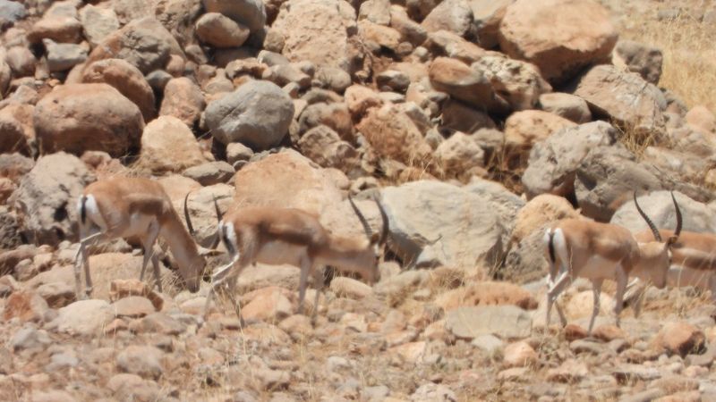 Şırnak'ta terörden temizlenen Cudi Dağı'nda ceylan sayısı artıyor