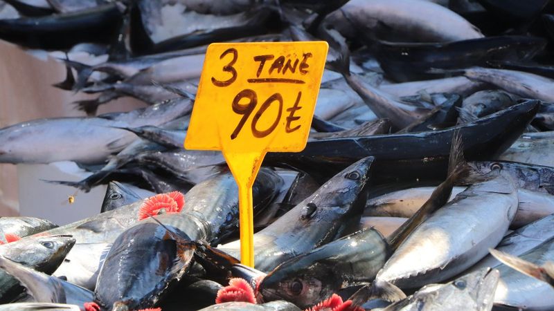 Karadeniz'de palamut bereketi: 3 tanesi 90 lira